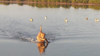 Rockport Hunting Pics