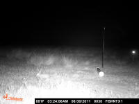 texas hog eradication