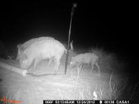 texas hog eradication