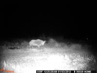 texas hog eradication