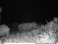 texas hog eradication
