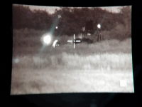 texas hog eradication