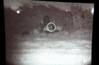 texas hog eradication