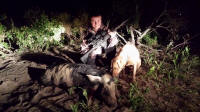 texas hog eradication
