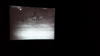 texas hog eradication
