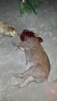 texas hog eradication