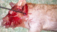texas hog eradication