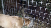 texas hog eradication