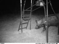 texas hog eradication