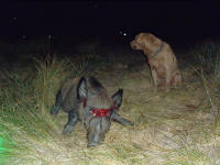texas hog eradication