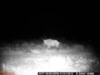 texas hog eradication