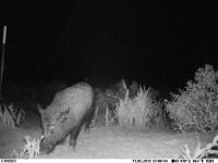 texas hog eradication