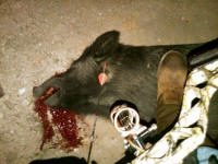 texas hog eradication