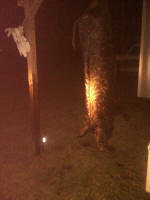 texas hog eradication