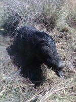 texas hog eradication