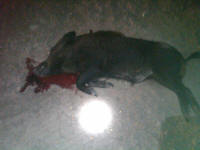 texas hog eradication