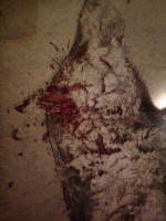 texas hog eradication