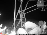 texas hog eradication
