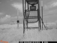 texas hog eradication