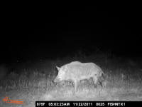 texas hog eradication