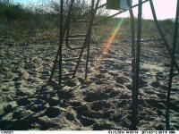 texas hog eradication