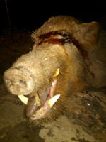texas hog eradication