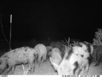 texas hog eradication