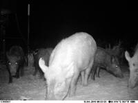 texas hog eradication