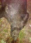 texas hog eradication