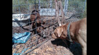 texas hog eradication
