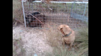texas hog eradication