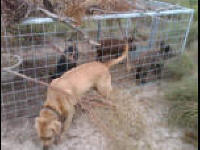 texas hog eradication