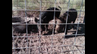 texas hog eradication