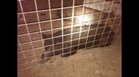 texas hog eradication