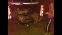 texas hog eradication