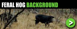 Feral Hog History and Background Information